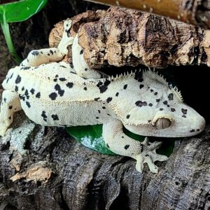 Crested Geckos