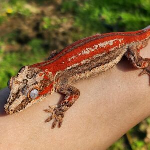 Gargoyle Geckos