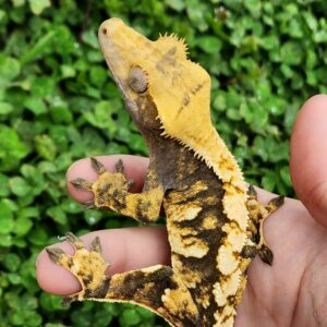 Male Extreme Harlequin Tricolor T1-CP1-4/1/24 $300