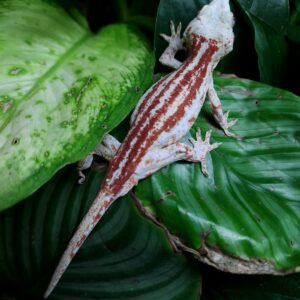 Male Red Quad-Stripe T2-GPL-6/24/24 $350