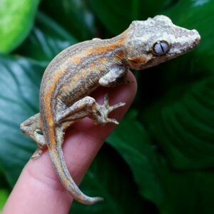 Male Orange Stripe T6-GP1-5/25/25 $150