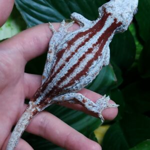 Female Red Quad-Stripe T10-GP2-8/11/24 $450