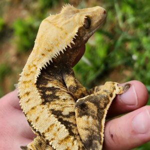 Female Extreme Harlequin Tricolor T11-CP1-9/15/23  $300