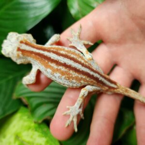 Male Red Stripe T12-GRS-7/8/24 $500