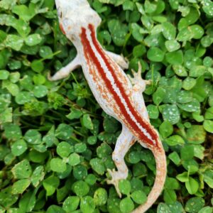 Male Red Stripe T18-GRED-5/4/24 $450
