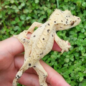 Female Light Base Dalmatian T19-CDAL-9/17/24  $225