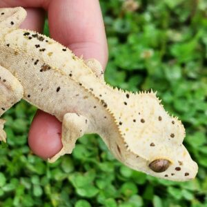 Male Light Base Dalmatian T20-CDAL-10/1/24  $225