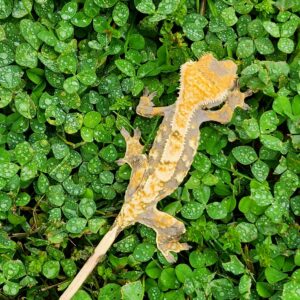 Female Extreme Harlequin Tricolor T22-CP1-7/17/24  $300