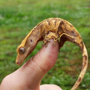 Female Extreme Harlequin Tricolor T24-CP1-10/14/24 $175