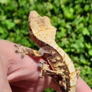 Male Extreme Harlequin Tricolor T27-CPL-10/1/24 $175