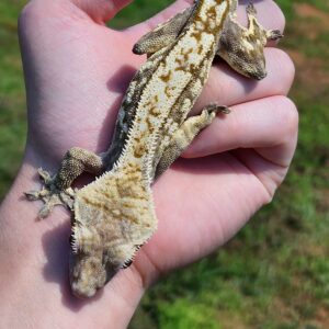 Male Harlequin T28-CP2-8/23/23 $200