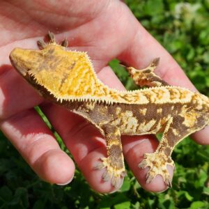 Female Extreme Harlequin Tricolor T29-CP1-7/1/23 $300