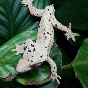 Male Light Base Dalmatian T30-CDAL-9/15/23 $300