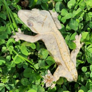Male Harlequin High White T9-CP2-9/15/23  $225