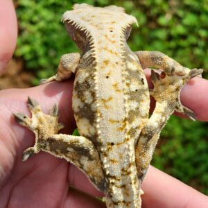 Male Extreme Harlequin Tricolor T4-CP1-4/1/24  $200