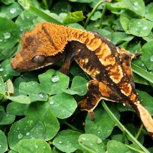 Extreme Harlequin Tricolor B1C3-CP1-8/21/25 $250