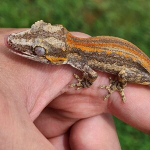 Red Stripe B4C3-GLAVA-10/17/25 $200