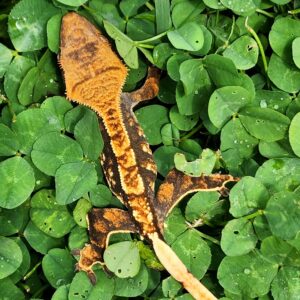 Extreme Harlequin Tricolor B1C4-CP1-8/21/25 $275