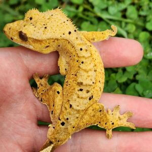 Male Yellow Base Dalmatian B4C4-CDAL-6/24/25 $300