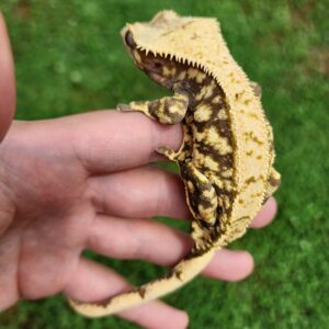 Male Extreme Harlequin Tricolor B4C5-CP2-7/25/24 $300