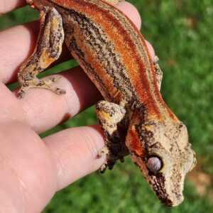 Male Red Six-Stripe B3C7-GRS-9/3/24 $600