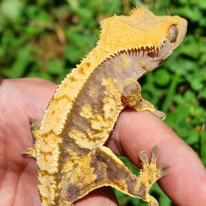 Male Extreme Harlequin Tricolor B3C8-CP1-9/15/24 $300