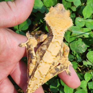 Female Extreme Harlequin Tricolor B4C8-CP1-9/15/24 $300
