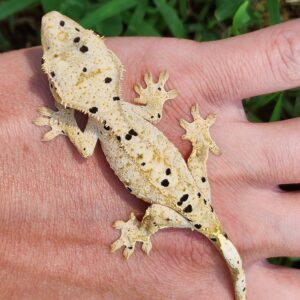 Male Light Base Dalmatian B4C7-CDAL-9/11/25 $300