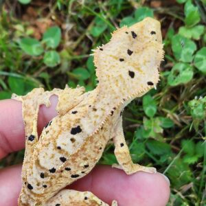 Male Light Base Dalmatian B4C10-CDAL-10/1/24 $300