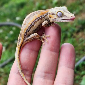 Orange/Red Stripe B4C11-GPL-8/17/25 $175