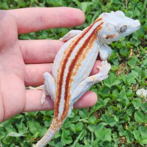Male Red Stripe T31-GRED-5/4/24 $500