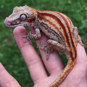 Female Red Stripe T32-GRED-1/26/24 $500
