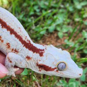 SOLD Female Red Quad-Stripe T33-GP2nd-12/20/23